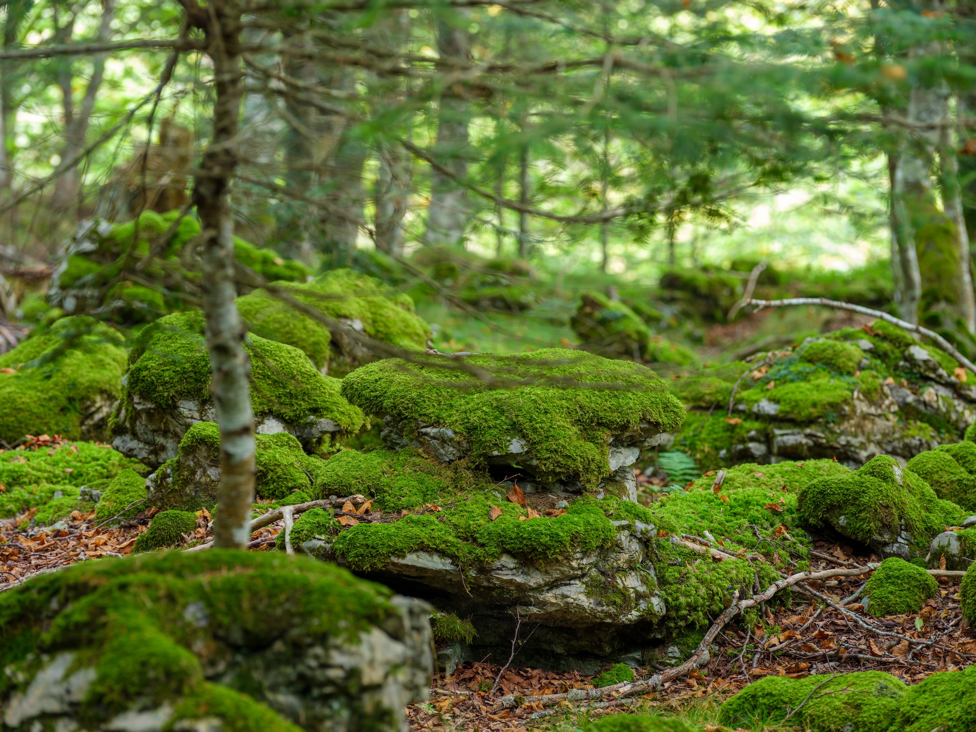 Valée de Barrétous, forêt féerique