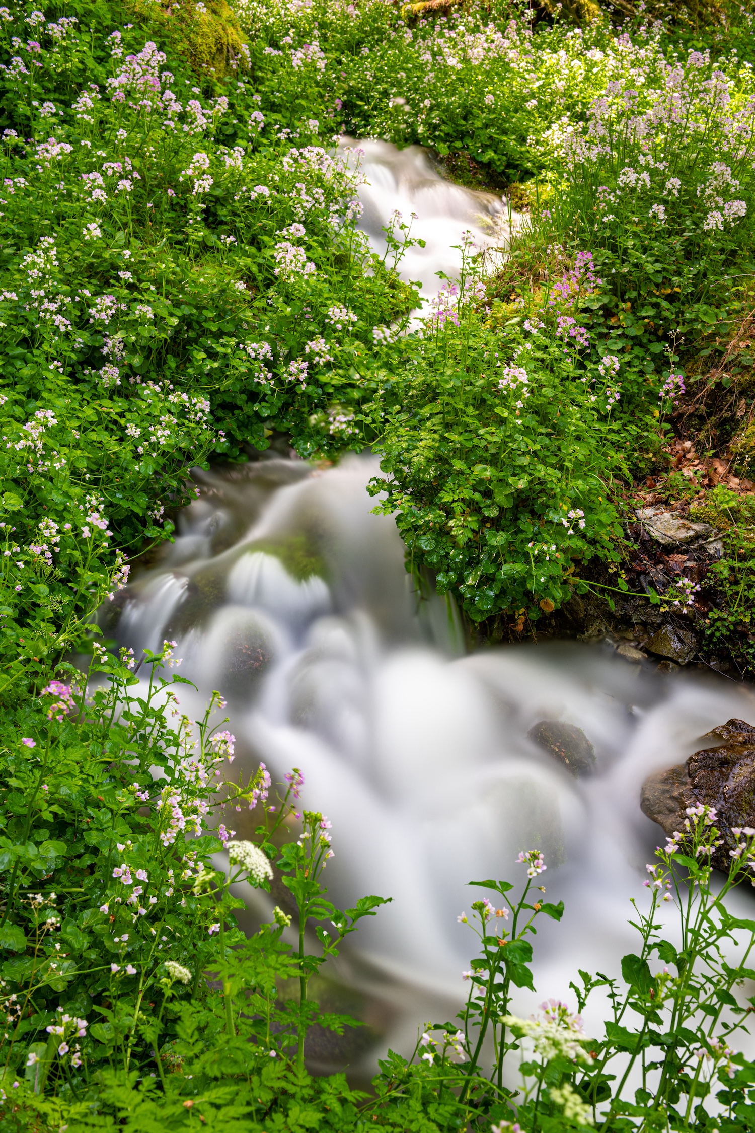 Résurgence du Lourdios au printemps, vallée de Barrétous